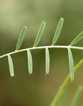 Fotografia 12 da espécie Vicia peregrina no Jardim Botânico UTAD