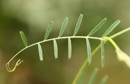 Fotografia da espécie Vicia peregrina