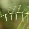 Fotografia 12 da espécie Vicia peregrina do Jardim Botânico UTAD