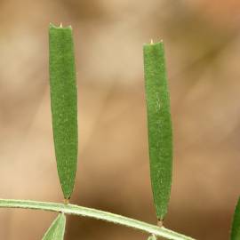 Fotografia da espécie Vicia peregrina