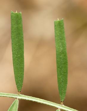 Fotografia 13 da espécie Vicia peregrina no Jardim Botânico UTAD