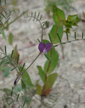 Fotografia 14 da espécie Vicia peregrina no Jardim Botânico UTAD