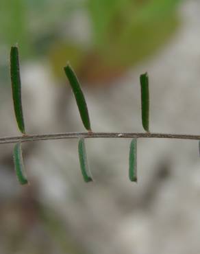 Fotografia 15 da espécie Vicia peregrina no Jardim Botânico UTAD