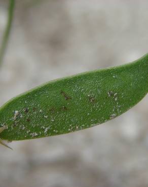 Fotografia 16 da espécie Vicia peregrina no Jardim Botânico UTAD