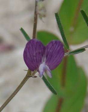 Fotografia 17 da espécie Vicia peregrina no Jardim Botânico UTAD