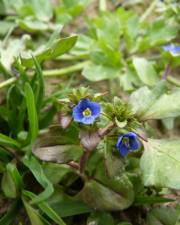 Fotografia da espécie Veronica acinifolia