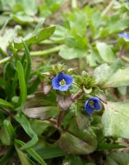 Veronica acinifolia