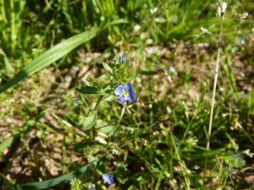 Fotografia da espécie Veronica acinifolia