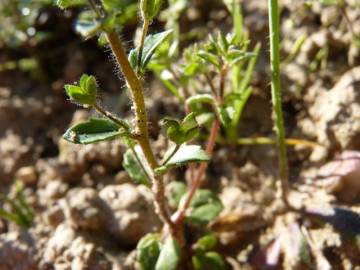 Fotografia da espécie Veronica acinifolia