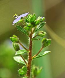 Fotografia da espécie Veronica acinifolia