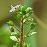 Fotografia 7 da espécie Veronica acinifolia do Jardim Botânico UTAD