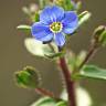 Fotografia 8 da espécie Veronica acinifolia do Jardim Botânico UTAD