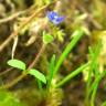 Fotografia 12 da espécie Veronica acinifolia do Jardim Botânico UTAD