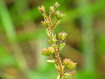 Fotografia da espécie Veronica acinifolia