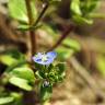 Fotografia 15 da espécie Veronica acinifolia do Jardim Botânico UTAD