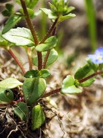 Fotografia da espécie Veronica acinifolia