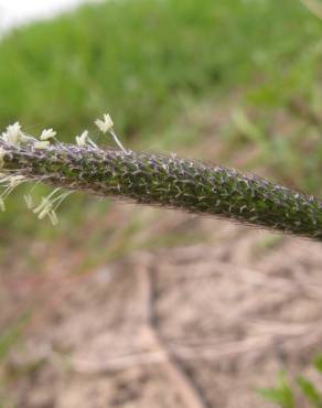 Fotografia 5 da espécie Alopecurus geniculatus no Jardim Botânico UTAD