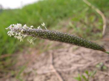 Fotografia da espécie Alopecurus geniculatus