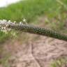 Fotografia 5 da espécie Alopecurus geniculatus do Jardim Botânico UTAD