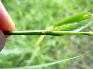 Fotografia da espécie Alopecurus geniculatus