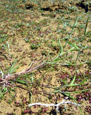 Fotografia 9 da espécie Alopecurus geniculatus no Jardim Botânico UTAD