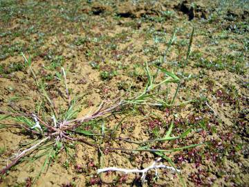 Fotografia da espécie Alopecurus geniculatus