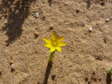 Fotografia da espécie Blackstonia imperfoliata