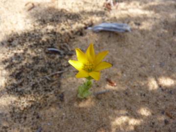 Fotografia da espécie Blackstonia imperfoliata