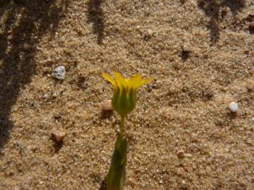 Fotografia da espécie Blackstonia imperfoliata