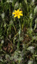 Fotografia da espécie Blackstonia imperfoliata