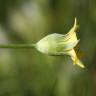 Fotografia 6 da espécie Blackstonia imperfoliata do Jardim Botânico UTAD