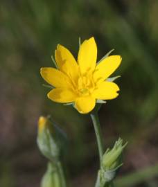 Fotografia da espécie Blackstonia imperfoliata