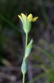 Fotografia da espécie Blackstonia imperfoliata