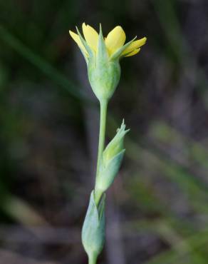 Fotografia 8 da espécie Blackstonia imperfoliata no Jardim Botânico UTAD