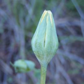 Fotografia da espécie Blackstonia imperfoliata
