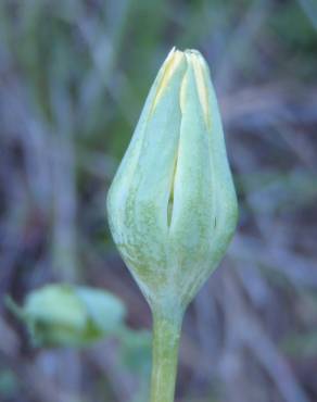 Fotografia 9 da espécie Blackstonia imperfoliata no Jardim Botânico UTAD