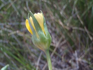 Fotografia da espécie Blackstonia imperfoliata