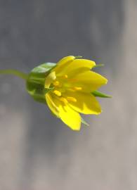 Fotografia da espécie Blackstonia imperfoliata