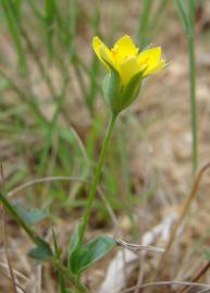 Fotografia da espécie Blackstonia imperfoliata