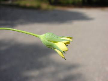 Fotografia da espécie Blackstonia imperfoliata