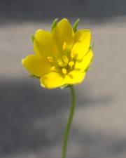 Fotografia da espécie Blackstonia imperfoliata