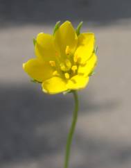 Blackstonia imperfoliata