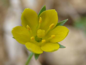 Fotografia da espécie Blackstonia imperfoliata