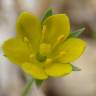 Fotografia 15 da espécie Blackstonia imperfoliata do Jardim Botânico UTAD