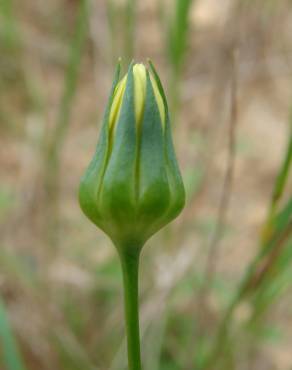 Fotografia 16 da espécie Blackstonia imperfoliata no Jardim Botânico UTAD