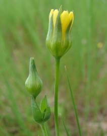 Fotografia da espécie Blackstonia imperfoliata