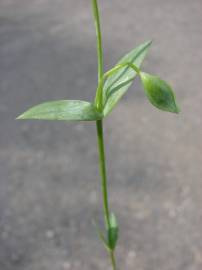 Fotografia da espécie Blackstonia imperfoliata