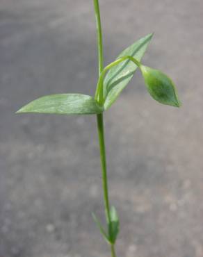 Fotografia 19 da espécie Blackstonia imperfoliata no Jardim Botânico UTAD