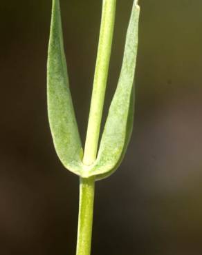 Fotografia 20 da espécie Blackstonia imperfoliata no Jardim Botânico UTAD