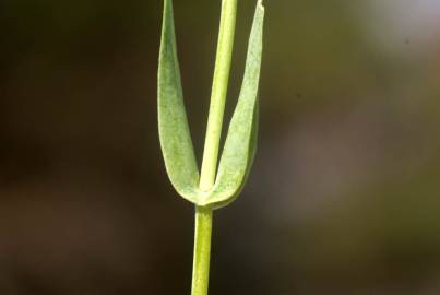 Fotografia da espécie Blackstonia imperfoliata